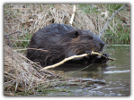 beaver